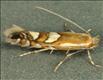 0328 (15.048) Phyllonorycter junoniella